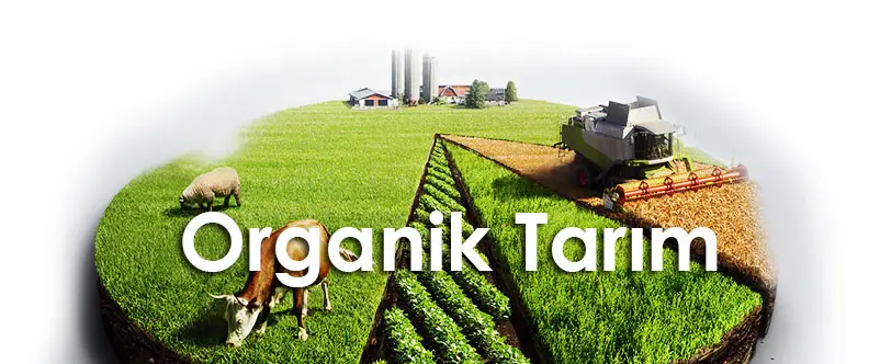 کشاورزی اورگانیک در ازمیر ماشین کمباین و گاوداری